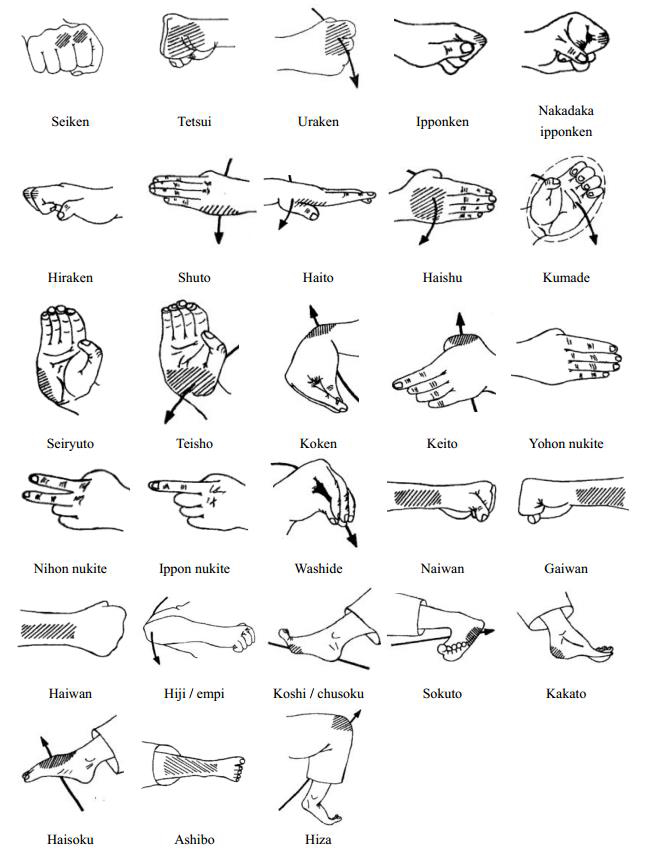 Partes de la mano y el pie